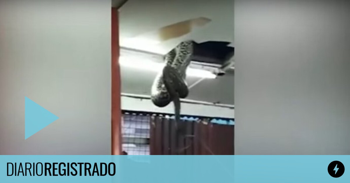 Mientras Cenaban Una Serpiente Gigante Cayó Del Techo De Un Restaurante Diario Registrado 2892